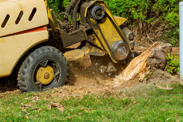 Best Best Tree Removal Services  in , GA